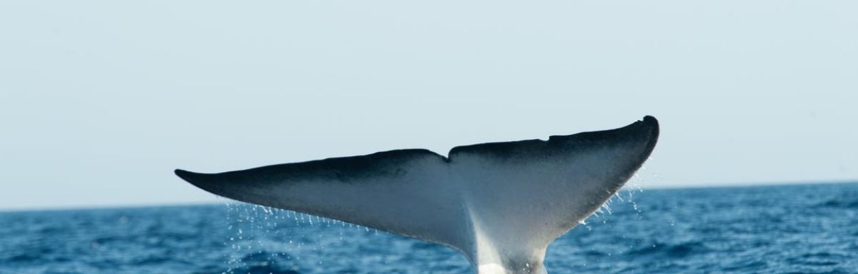 inquinamento-acustico-mare